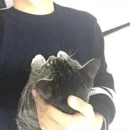 在线收听你的文章我来读荔枝