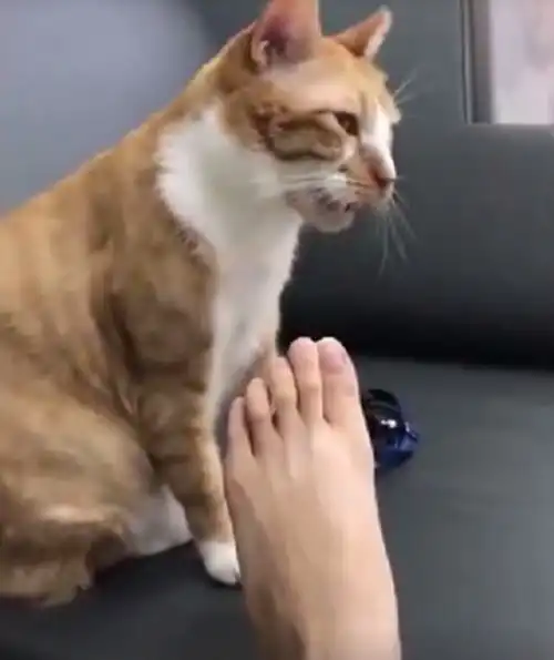 男生用猫猫表情包脚丫