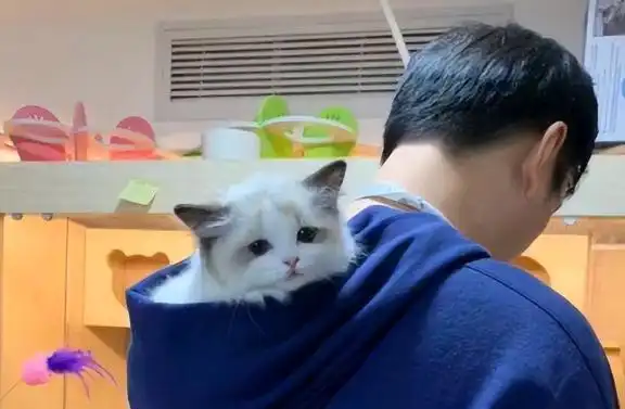 布偶猫又贵又难养,为何喜欢的人这么多