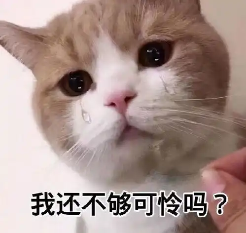 猫咪表情包合集谁在呼唤本可爱