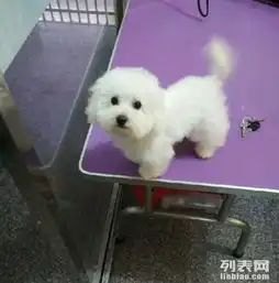 有金毛,萨摩,比熊,巴哥红贵宾
