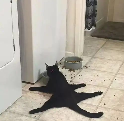 你家猫是智障吗进来测一下就知道