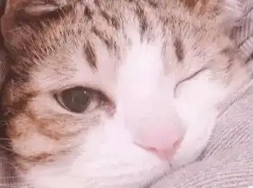 男主人回家发现媳妇跟猫睡了,看到猫咪露出的表情,瞬间想回娘家