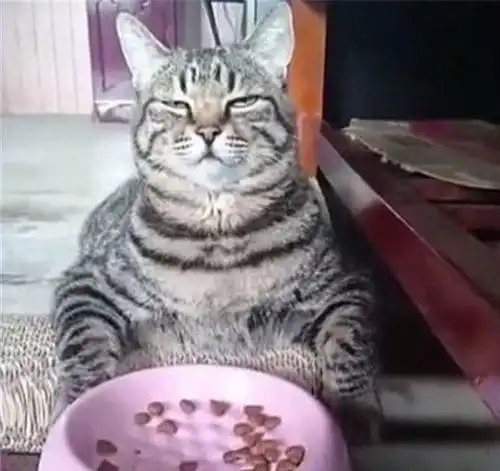 猫咪过于肥胖,主人为帮它减肥扣减猫粮,猫咪发现后表情笑喷了