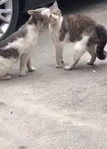 两只猫站着吵架,男子觉得不太对劲,走近后被感动,猫忍一忍