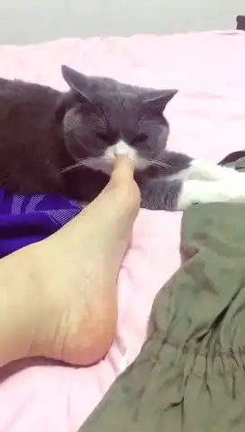 猫咪跳到床上休息,被主人伸脚整蛊,猫咪露出表情让主人怀疑