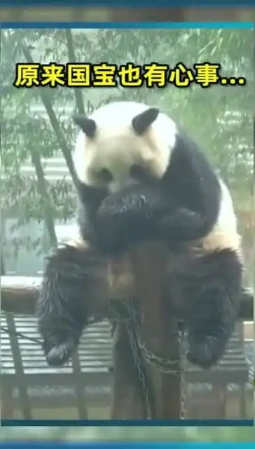 以为大熊猫不开心了,知道真相的我,眼泪掉下来