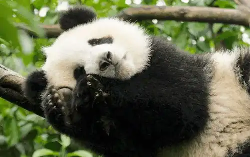 为什么老虎不攻击大熊猫难道因为是国宝熊猫太小看我了