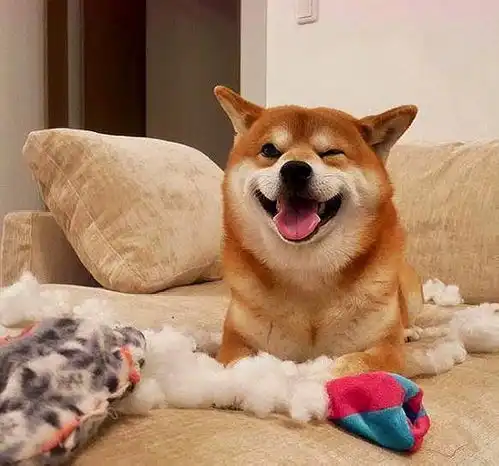 喜欢柴犬治愈的笑吗小编指导,你来学