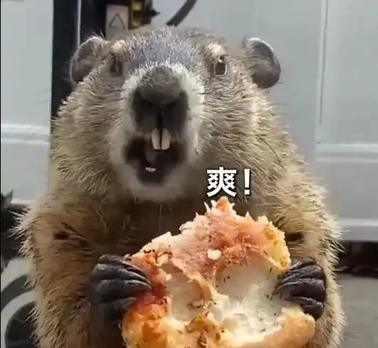 家门口有一只吃播土拨鼠,大口吃着披萨,狗子都馋哭了