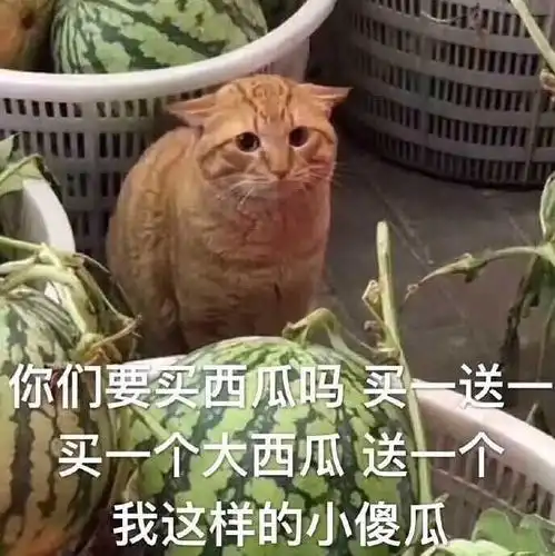 被生活所迫的表情包潮菜