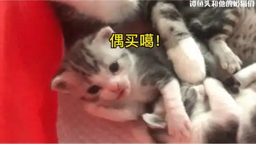 谁来救我表情包gif猫咪