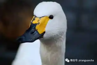 你真的以为你了解天鹅