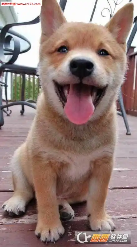 哪里有好玩的表情包柴犬