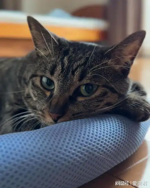 猫咪的心情密码,如何通过猫咪的小动作了解它们