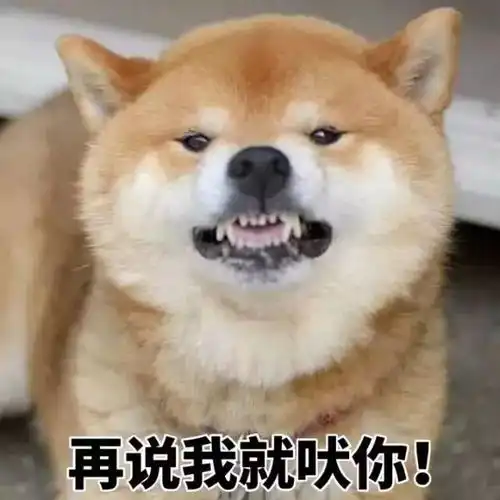 一元硬币图片表情包柴犬