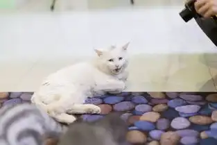 免单1个月,牛角包免费送聊城这家猫咪主题餐厅,知道的人还不多....