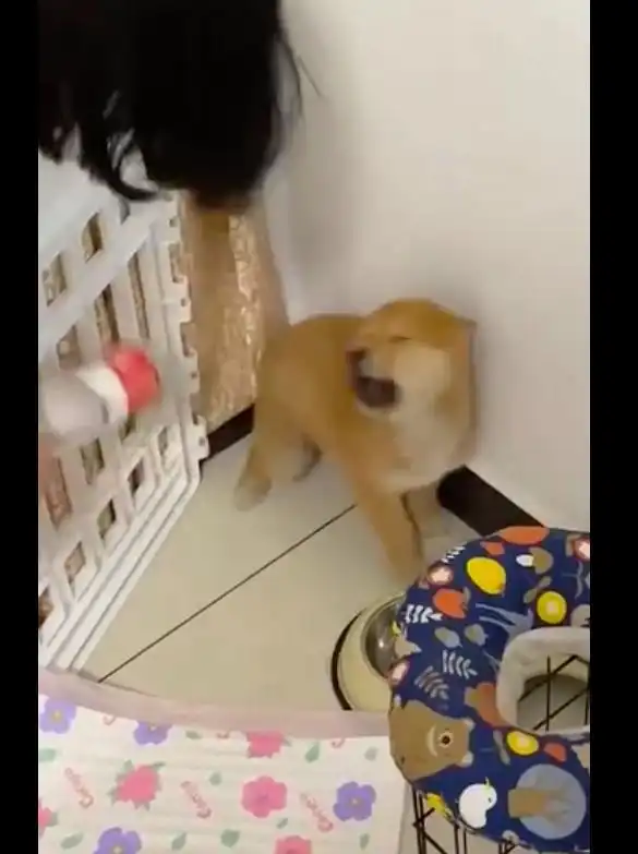 主人假装用瓶子打狗狗,它却害怕地发出了猪叫,表情也太搞笑了