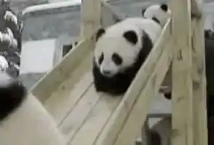 我惠看世界又想侵占中华文化法国科学家大熊猫起源于欧洲